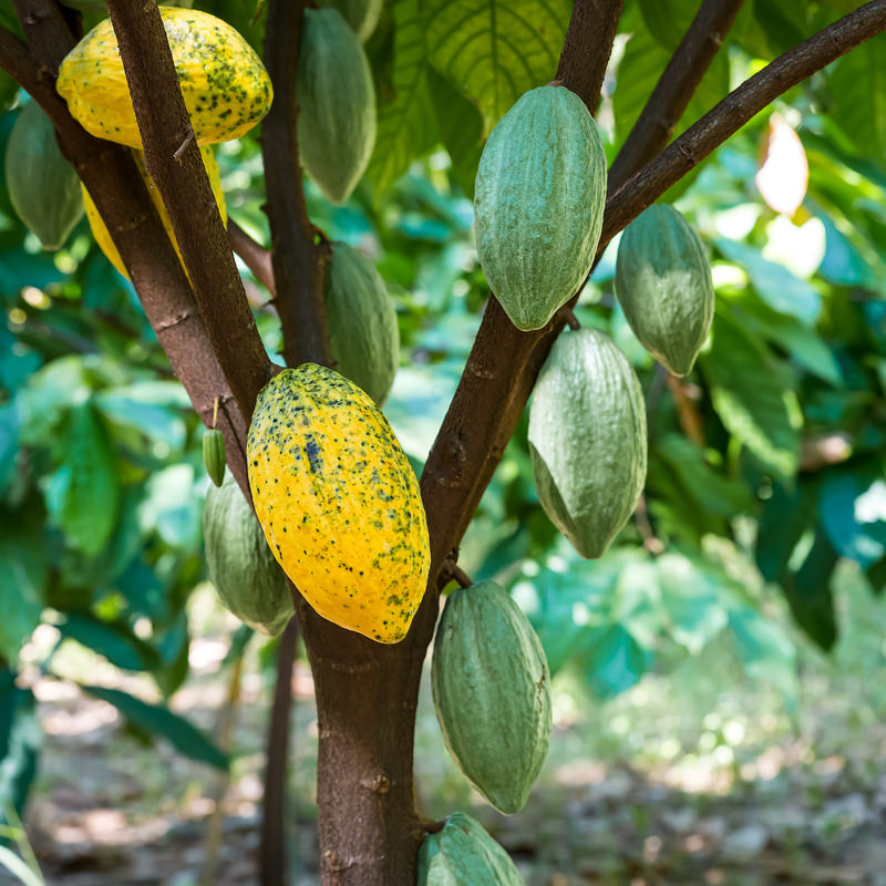 Dominica relaunches its cocoa sector to compete on global market
