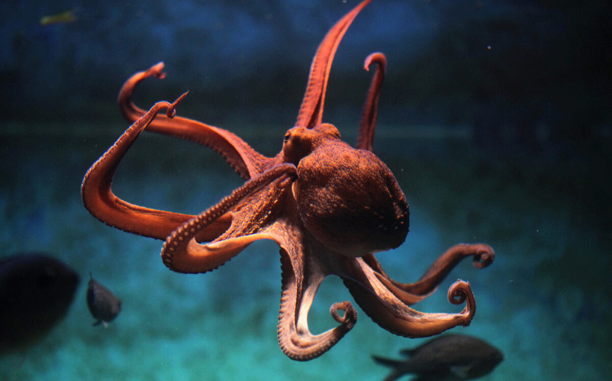 Chapter-3-COVID-19’s-impact-on-Commonwealth-FDI-_banner