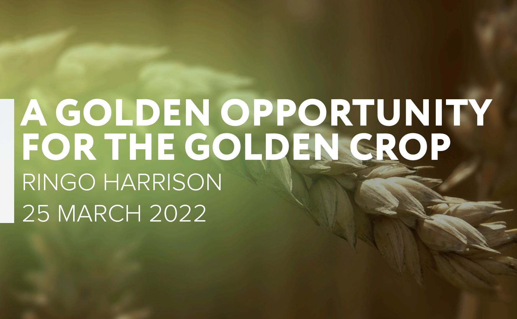 A Golden Opportunity for the Golden Crop