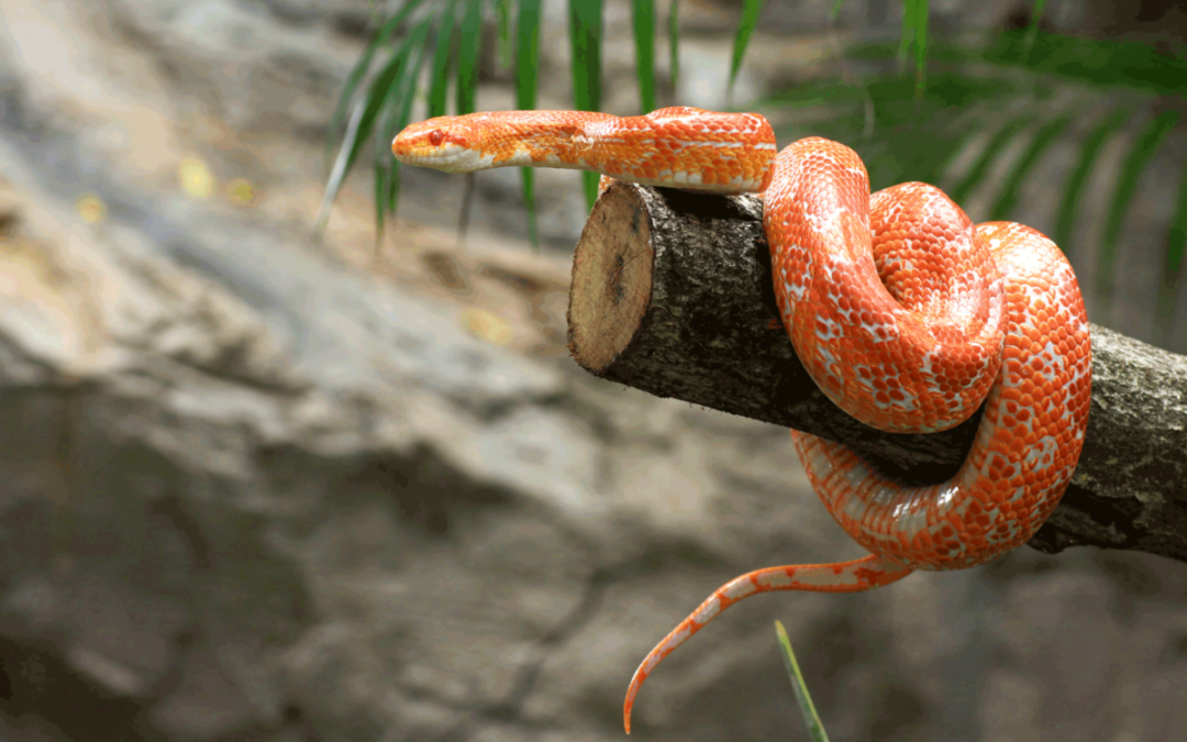 Commonwealth Plasticity