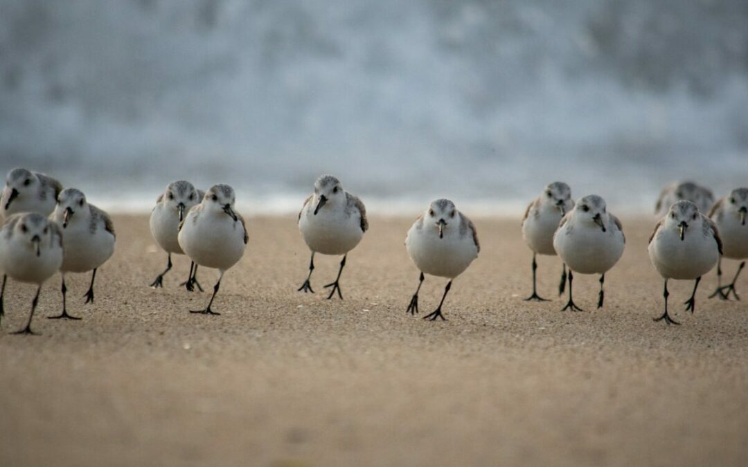 The Decentralised Commonwealth Dominance