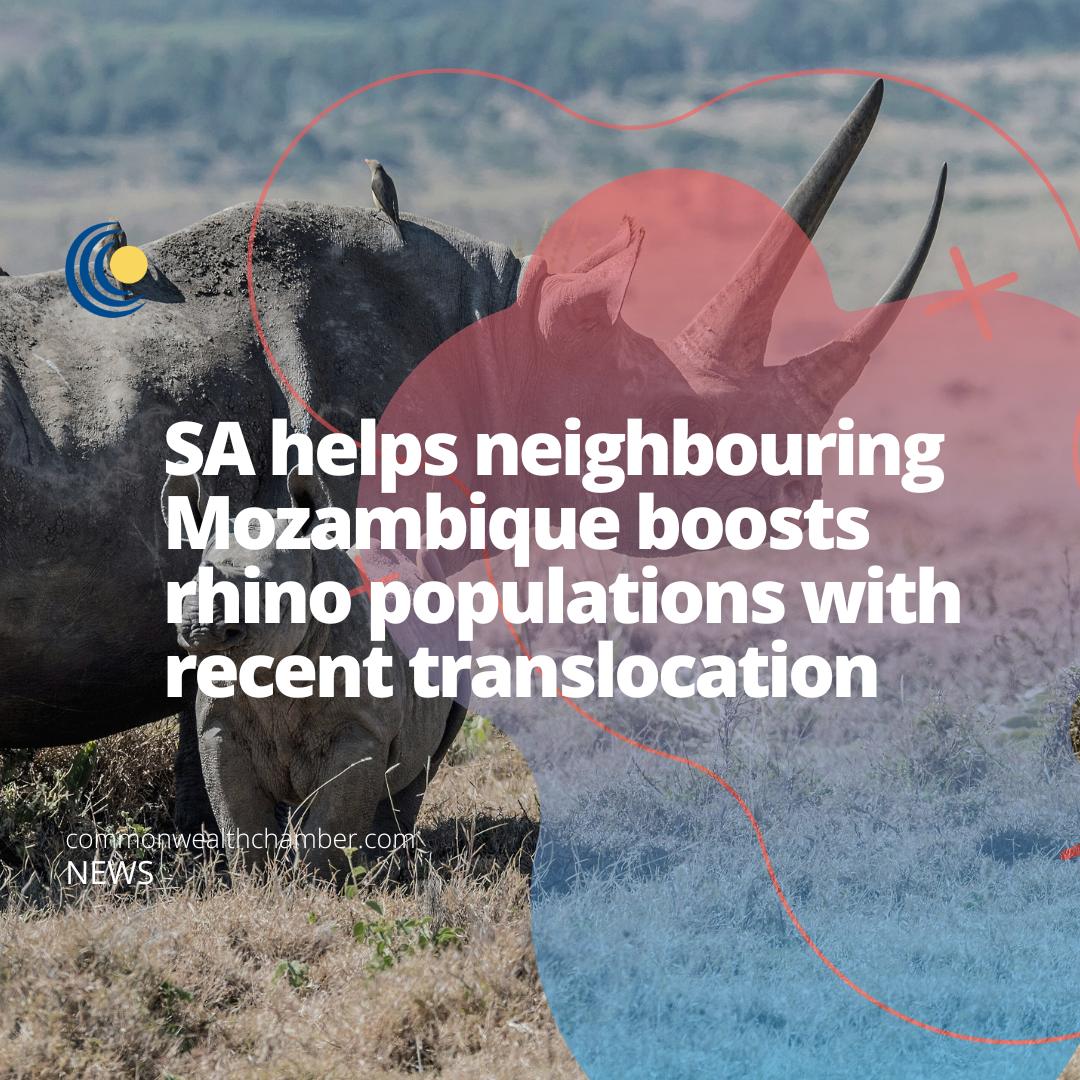 SA helps neighbouring Mozambique boosts rhino populations with recent translocation
